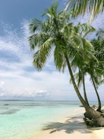 palm tree near seashore