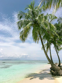 palm tree near seashore
