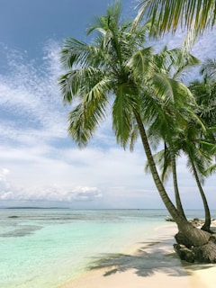 photo of a palm tree near seashore