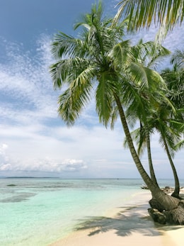 palm tree near seashore