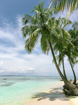 palm tree near seashore
