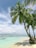 palm tree near seashore