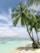 palm tree near seashore