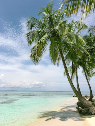 palm tree near seashore