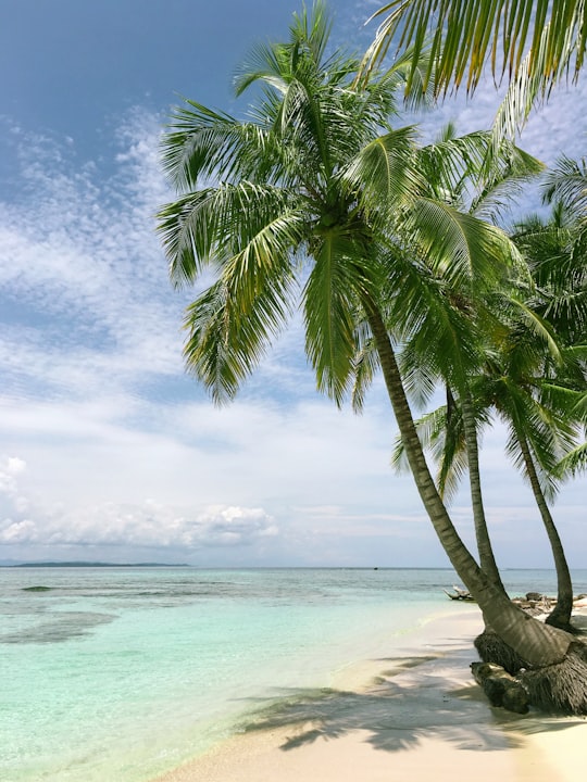 palm tree near seashore in San Blas Islands Panama