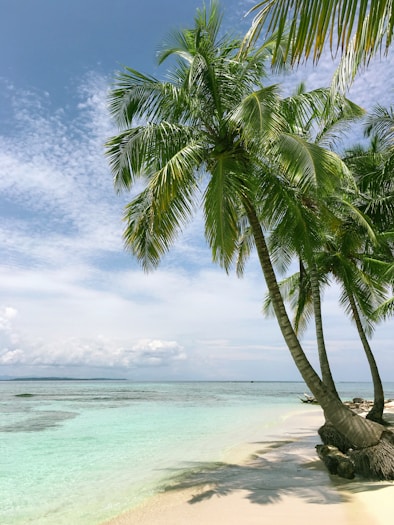 Turquoise Caribbean waters and white sand beach in Barbados with palm trees swaying in the breeze.