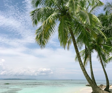 palm tree near seashore