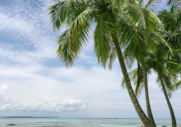 palm tree near seashore