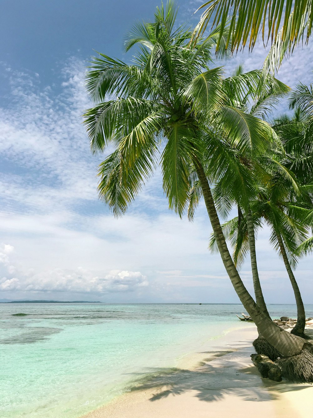 palm tree near seashore