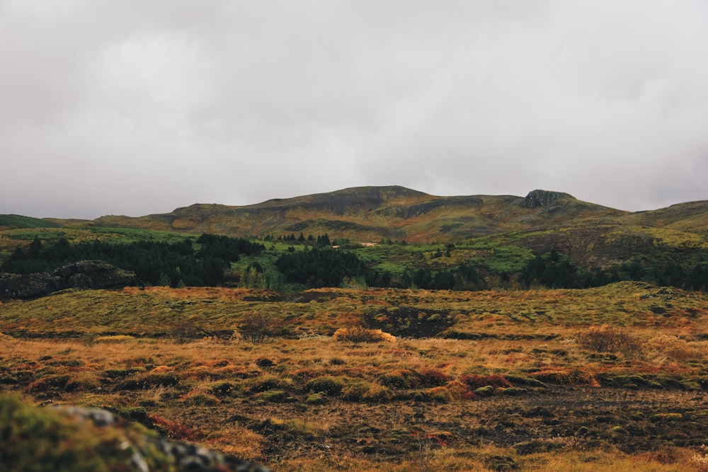 landscape photography of grass field and trees during day