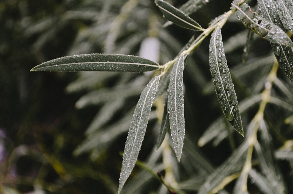 green leaves with dewdrops