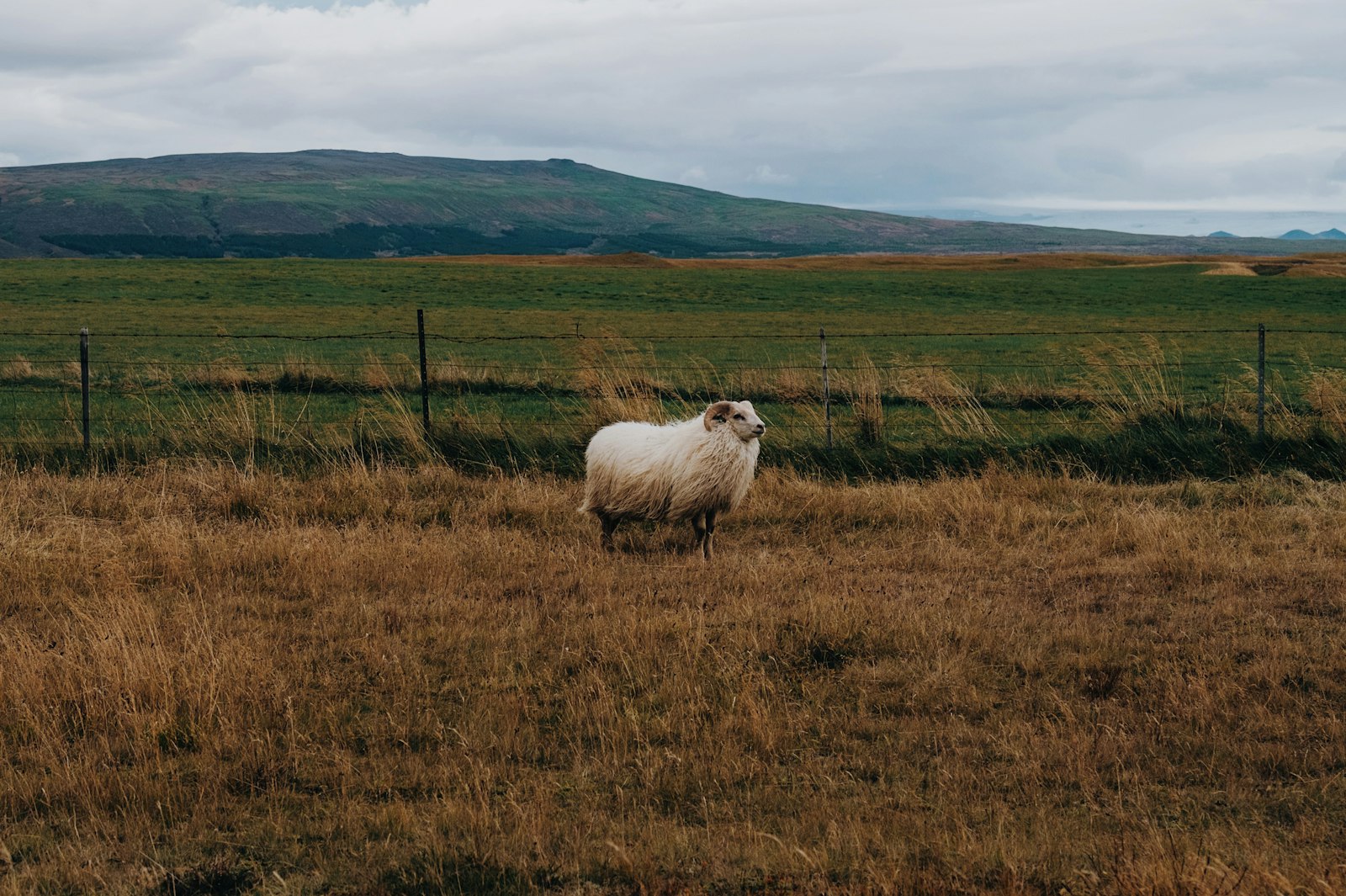 Fujifilm X-Pro1 + Fujifilm XF 18-135mm F3.5-5.6 R LM OIS WR sample photo. White and brown ram photography