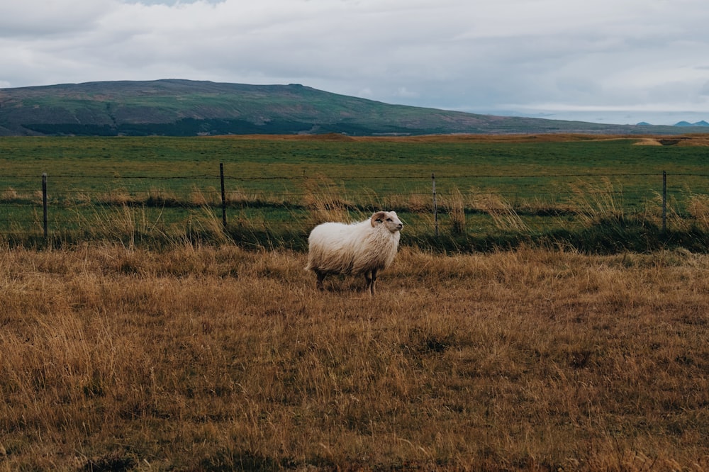 white and brown ram on farm pen under clear blue sky