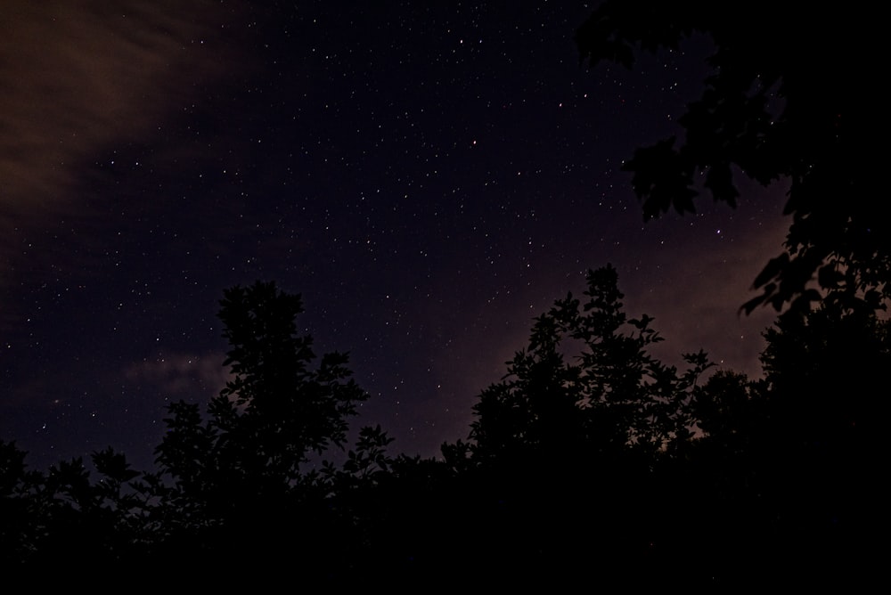 silhouette photo of trees