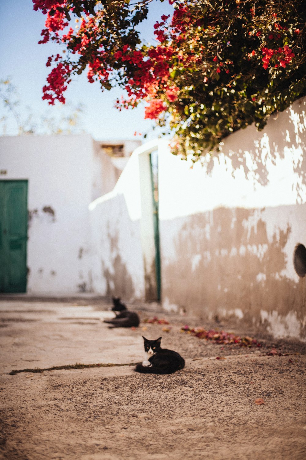 茶色の舗道に横たわるタキシード猫のセレクティブフォーカス写真