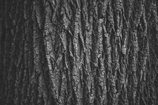 Close-up monochrome shot of textured tree bark with light and shadow play.
