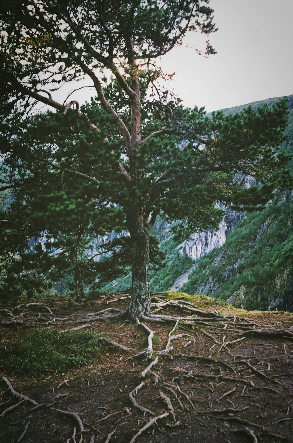 Árbol de hoja verde cerca del acantilado de la montaña