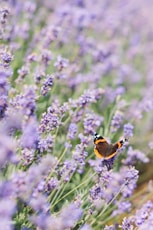 brown, black, and white butterfly on purple petaled flower photo