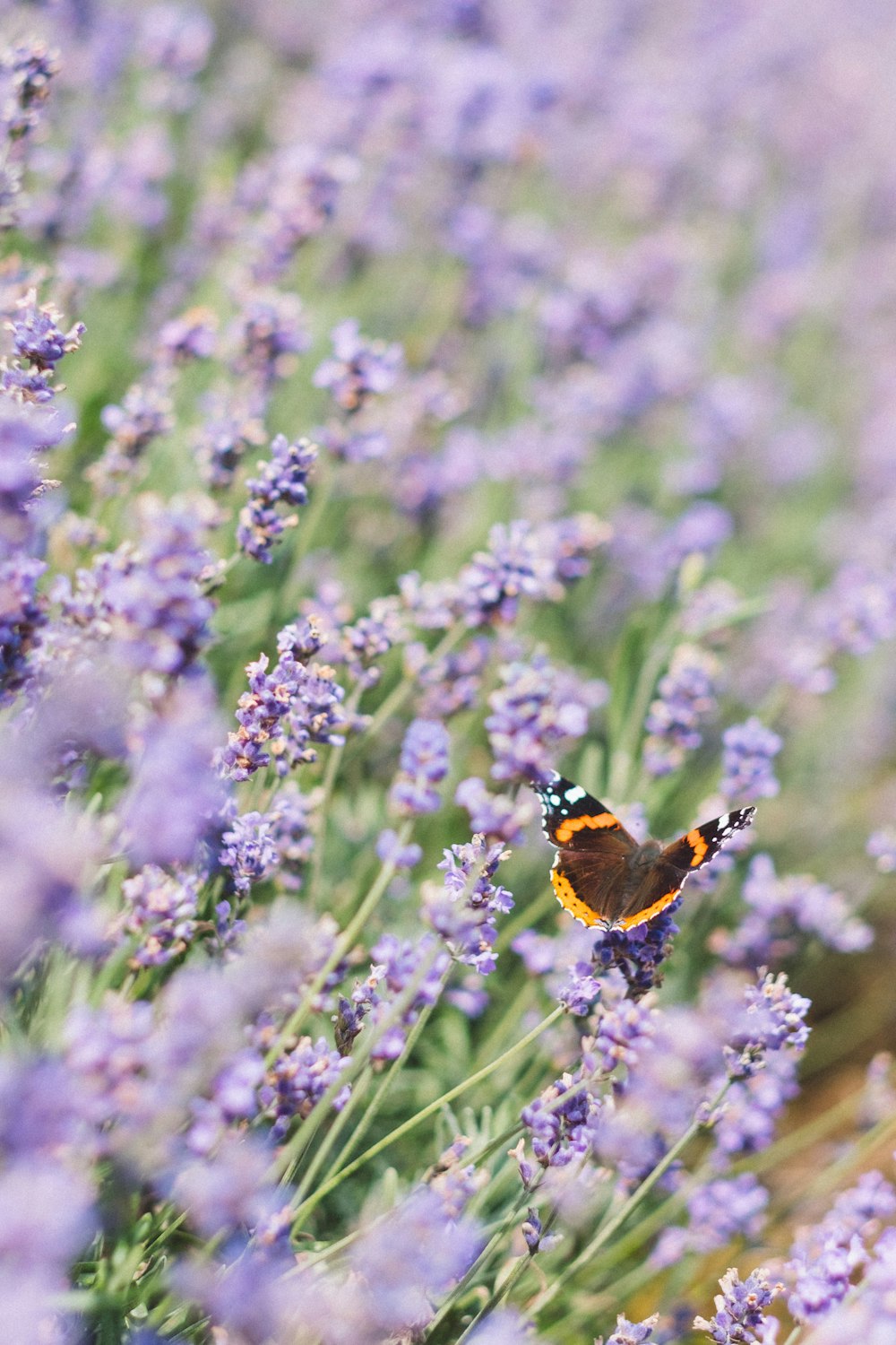 Papillon brun, noir et blanc sur photo de fleur pétale violet