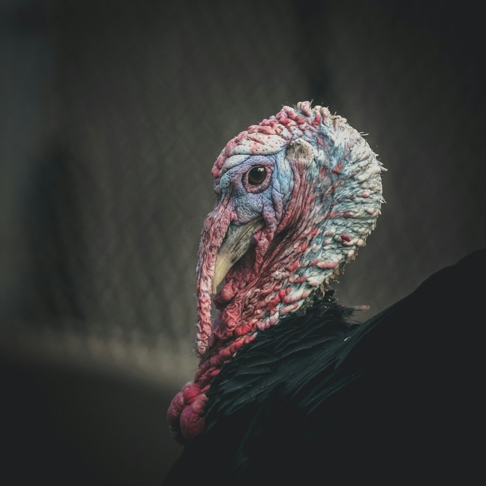 close-up photography of black and red turkey