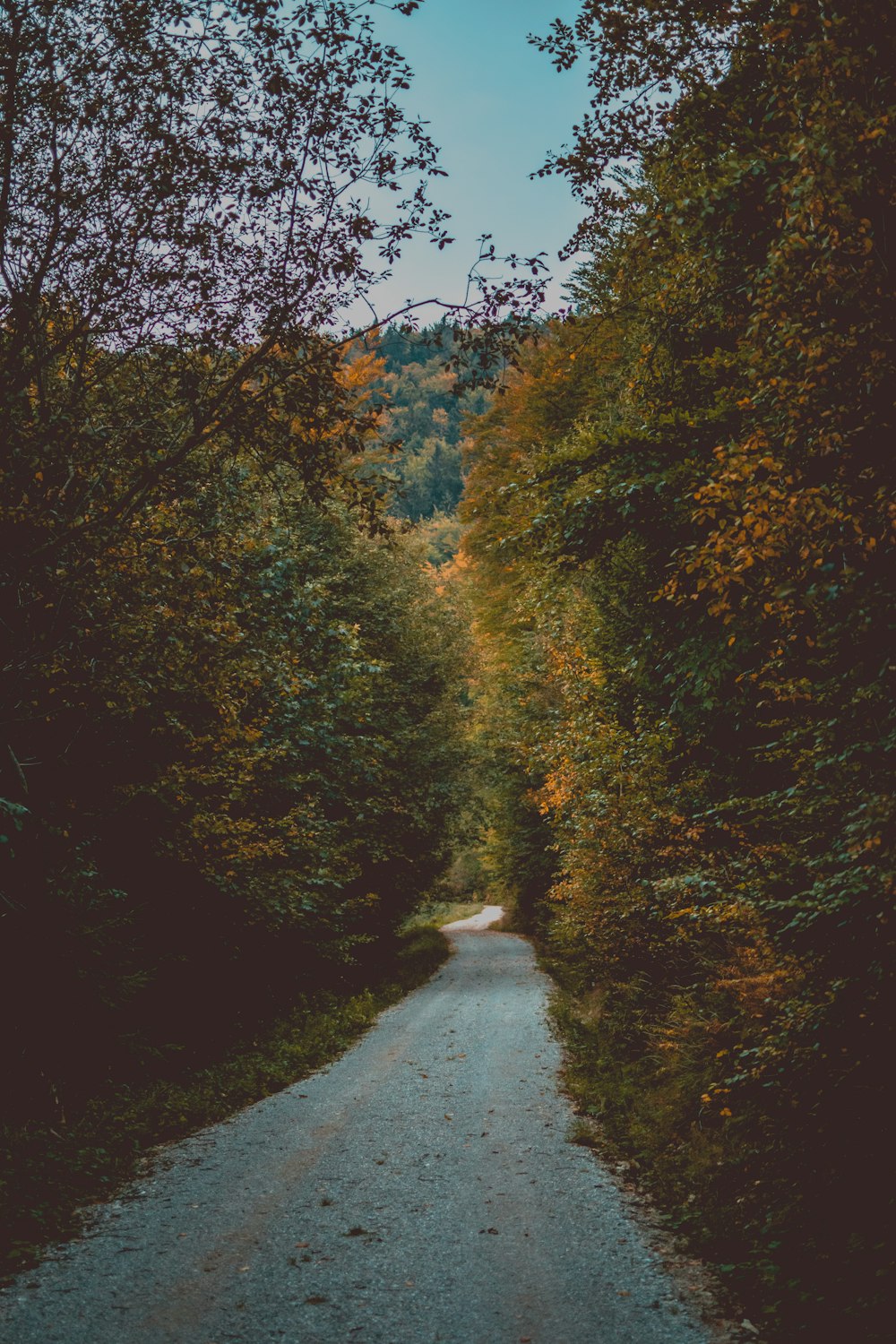 gray road between tall trees during daytime photo