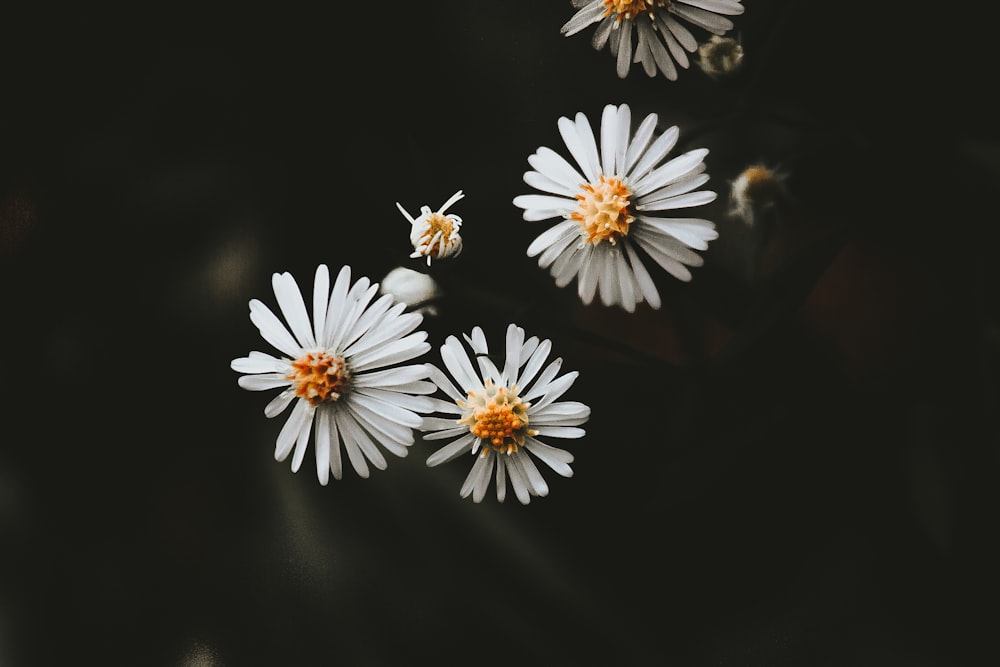 close-up photography of three white cluster petaled flowers