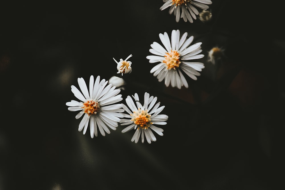 Fotografía de primer plano de tres flores blancas con pétalos de racimo