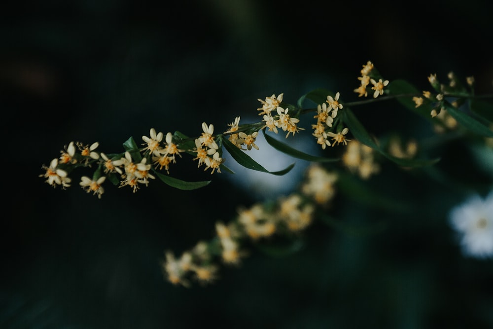 Photographie de fleurs à mise au point peu profonde