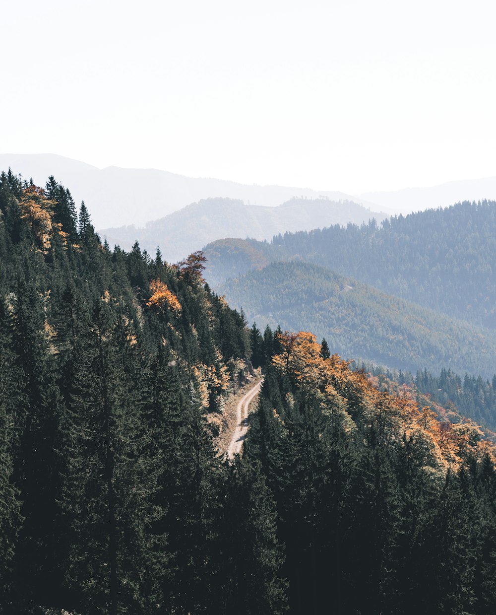 tall green trees on mountains under white sky during daytime