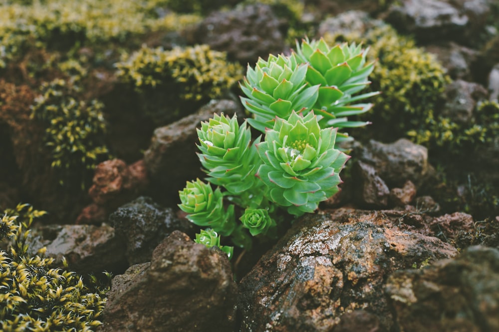 Plante verte sur roche brune