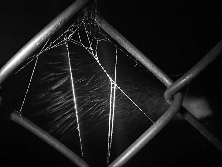 A serene black and white photograph capturing the delicate texture of morning dew on a spider web.