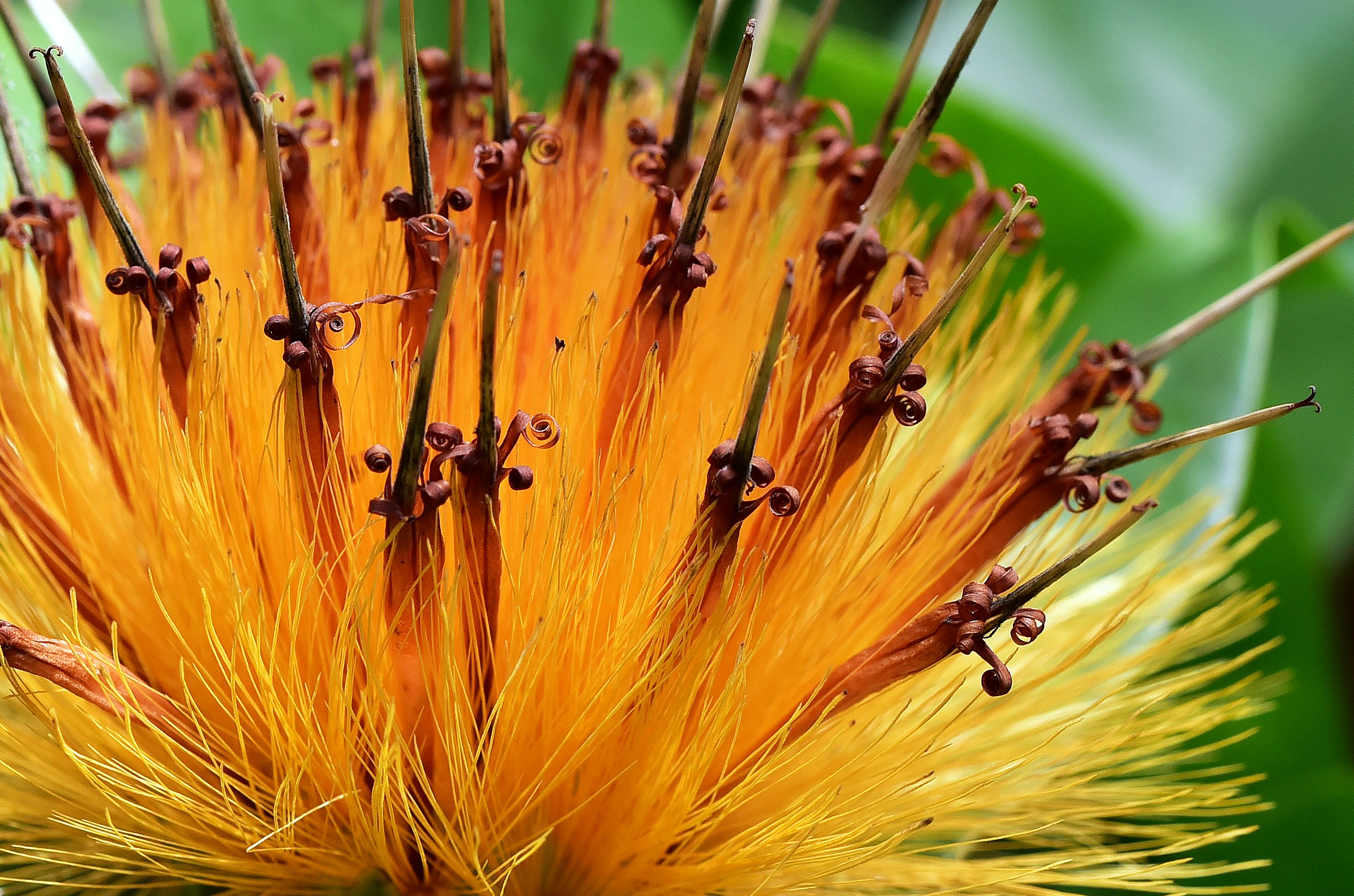 Stifftia chrysantha would have to have one of the most unusual flowers in the world. Macro photo taken in the Cairns Botanic Gardens in Australia.