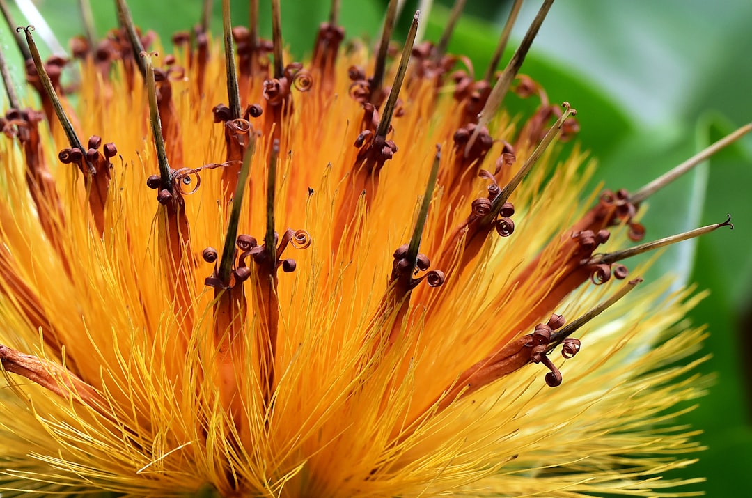 shallow lens photography of orange flower