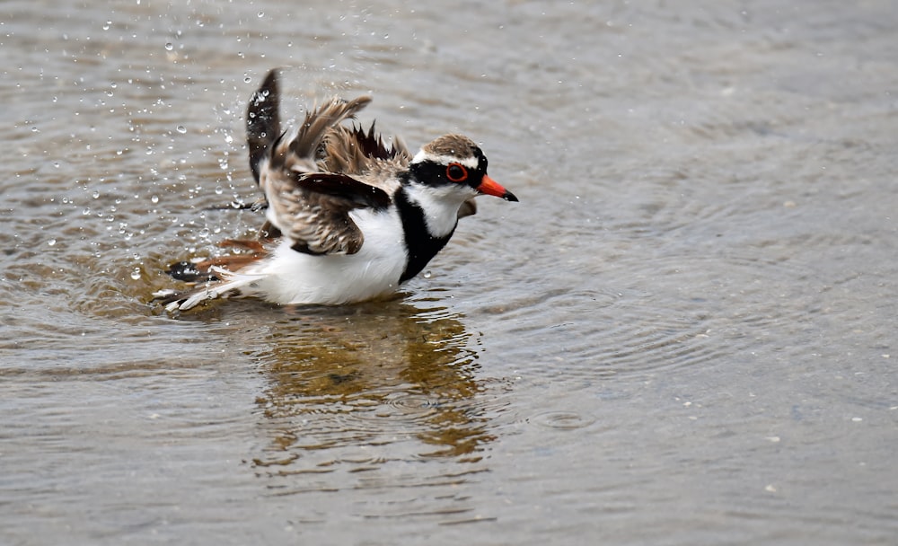 white, black, and gray duck flapping it's wings while wading on water during daytime