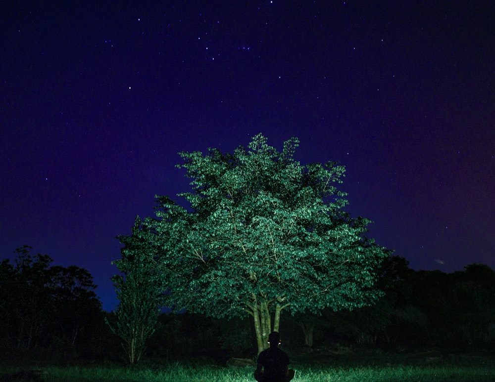 Fotografía de un árbol de hoja verde durante la noche