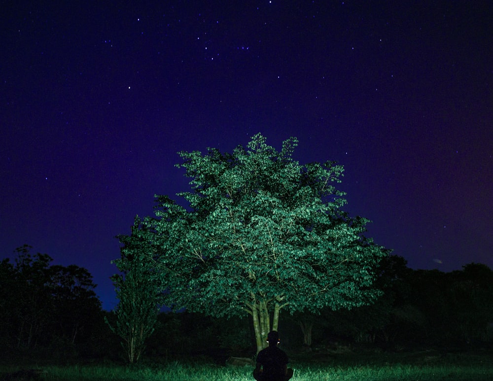 photographie d’arbre à feuilles vertes pendant la nuit