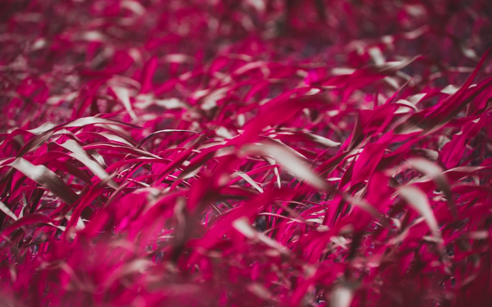 depth of field photograph of red petaled flowers