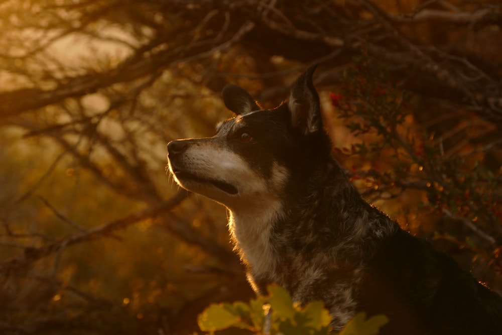 shallow focus photography of dog