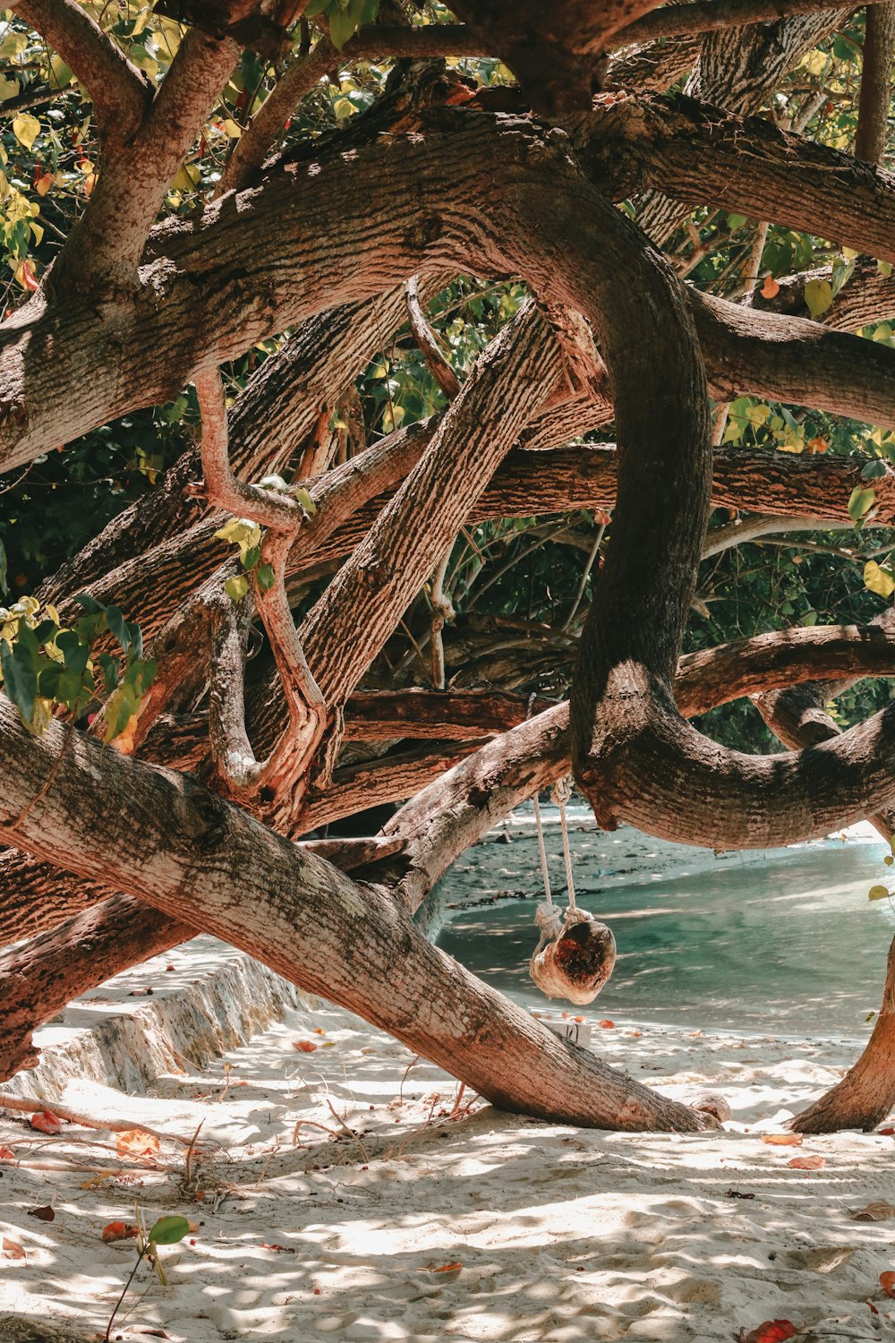 Foto de manglar junto al mar