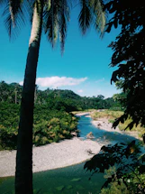 A serene tropical forest landscape with a clear river flowing gently.