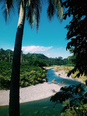 A serene tropical forest landscape with a clear river flowing gently.