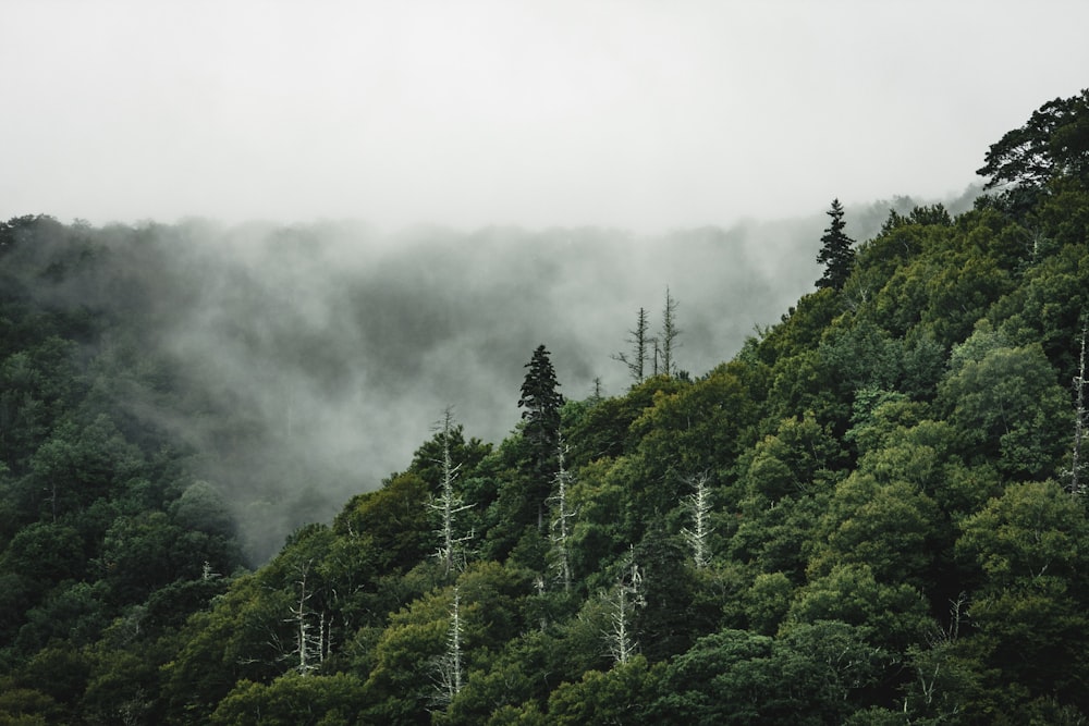 Foto de Bosque Verde durante el día