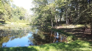 A calm natural pond surrounded by lush greenery on a sunny day.