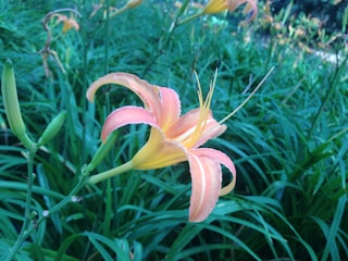 A close-up of a blooming lily.