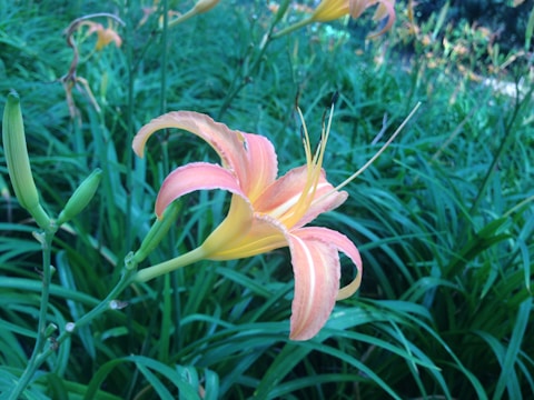 A close-up of a blooming lily.