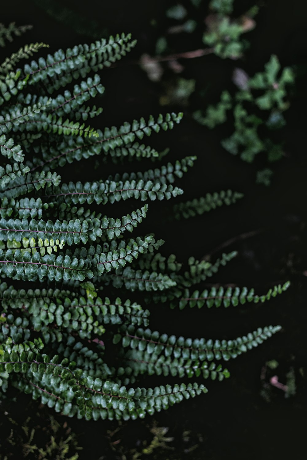 low-light photography of green ferns