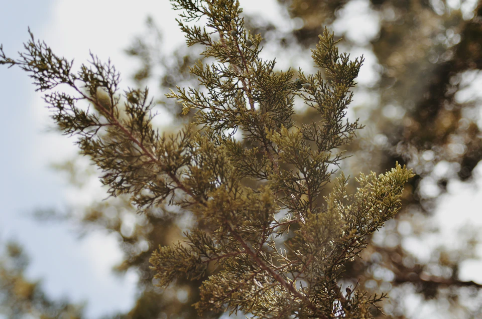 Close-up view of a tree branch with brown leaves in outdoor setting