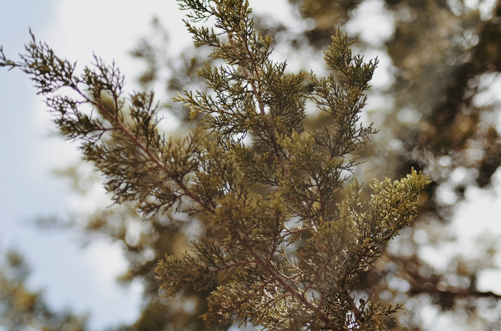 close up photography of tree