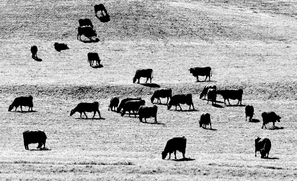 silhouette of herd of cattles