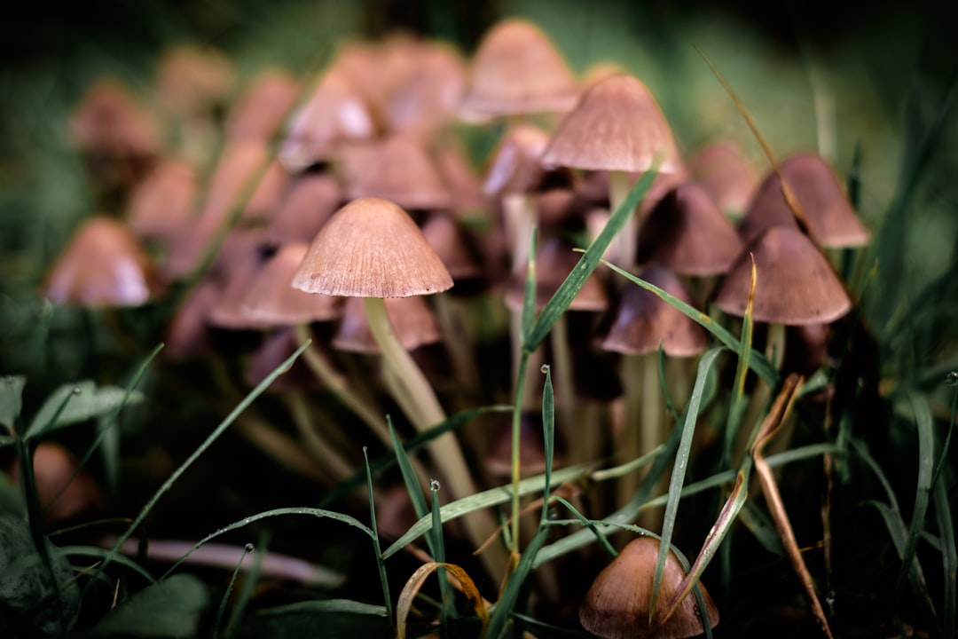 brown mushrooms on grass field selective-focus photography